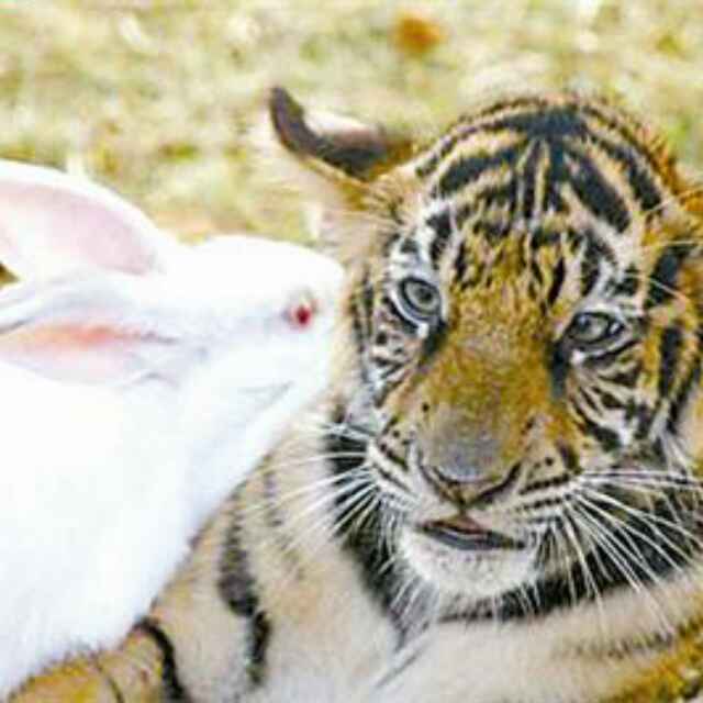 老虎和玉兔