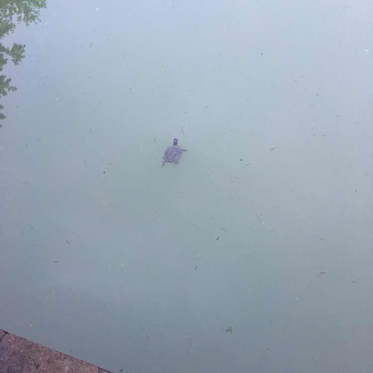 yj里料印花+东仔