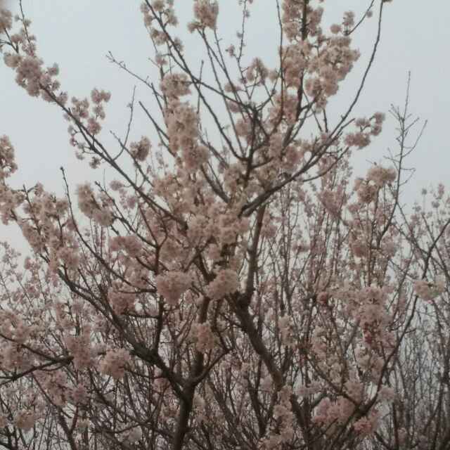 老张