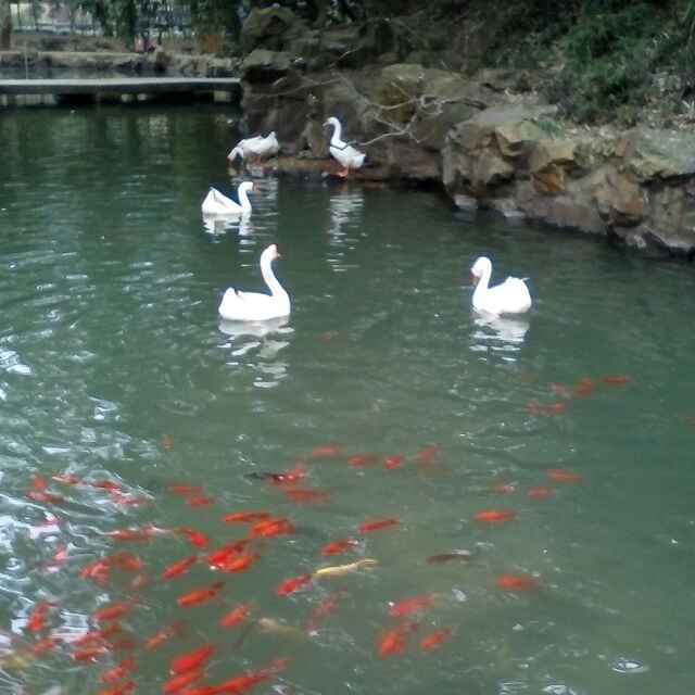 小宝