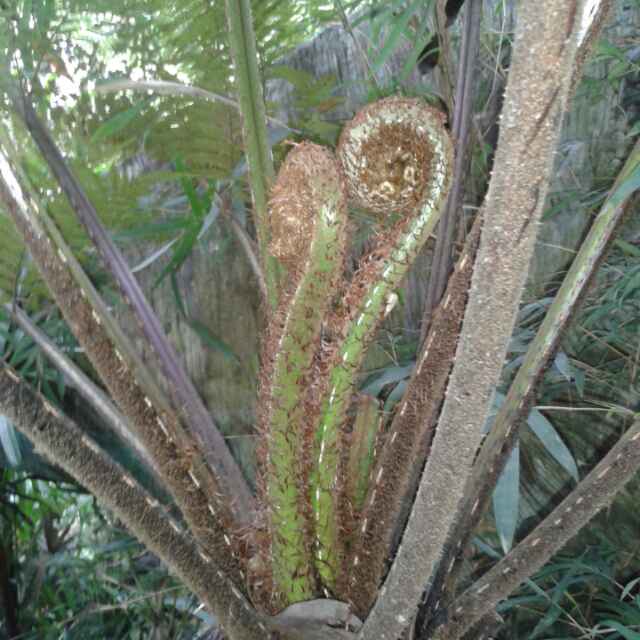 二货老青年
