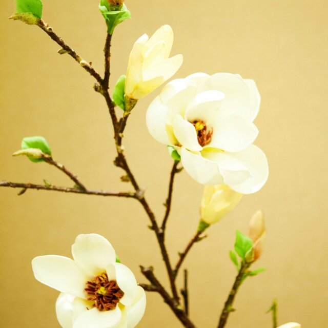 杨宁