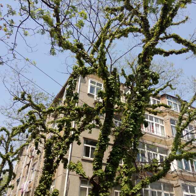 芳客植物店邓玉梅