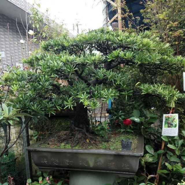 小海豚_32768933
