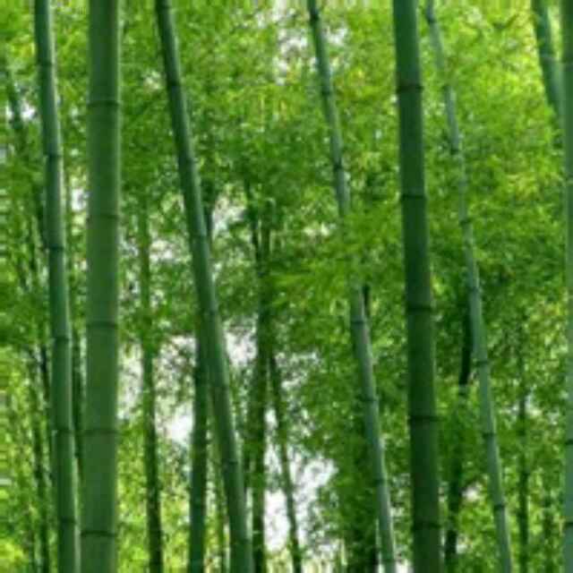 野竹林