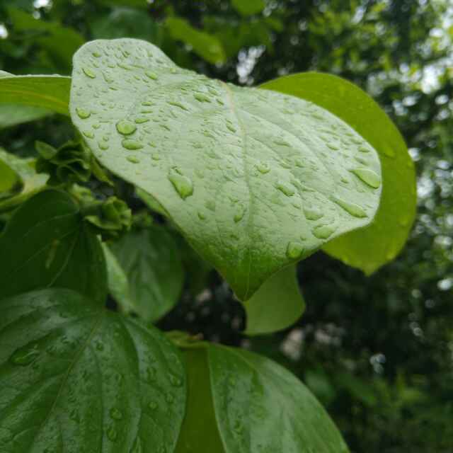 心静如水