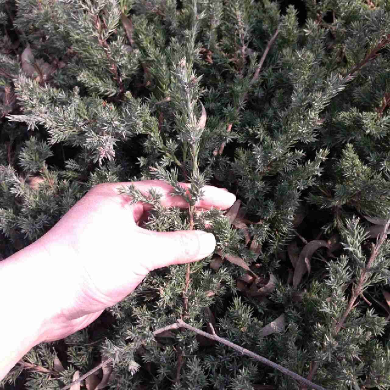 不忍拔草