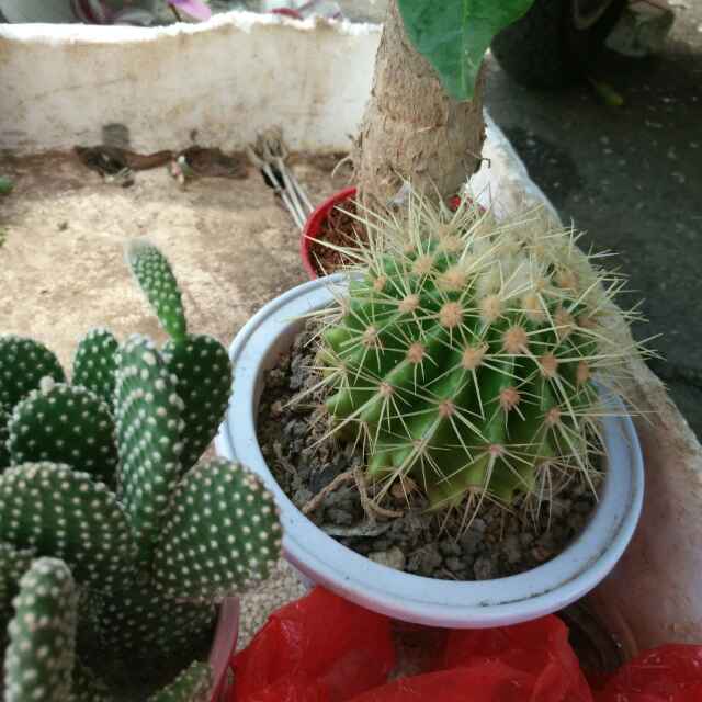 豆豆