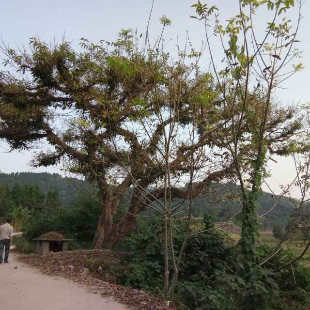 平安快乐