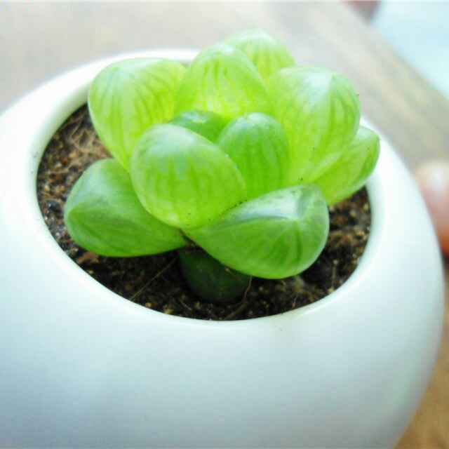 汪志芳