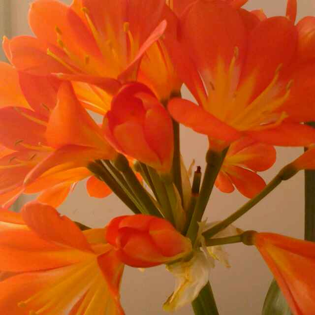 好人一生平安-好孕帮用户