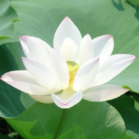 阿珍