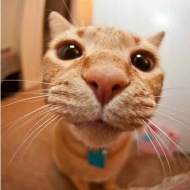 小白