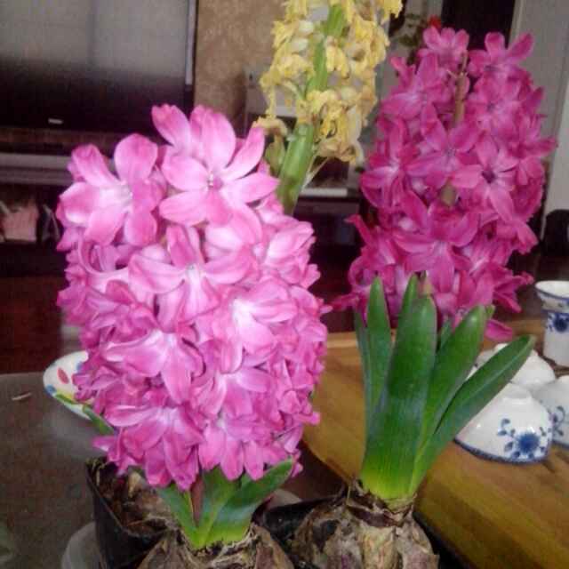 王书果（中国人寿）