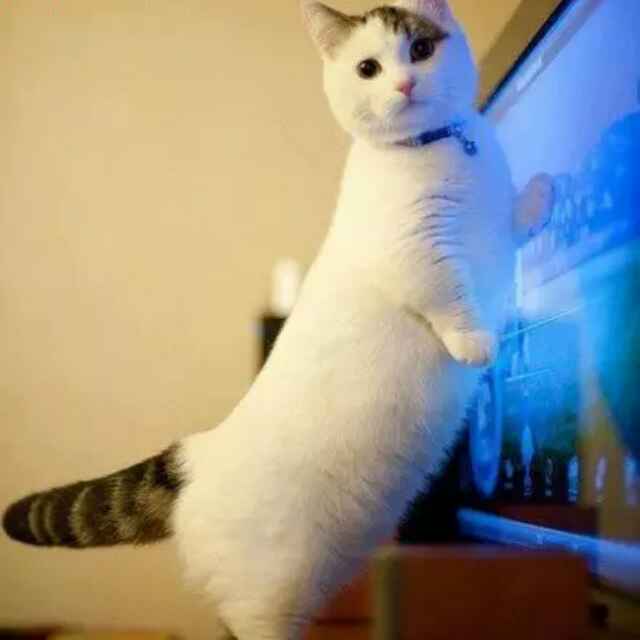 闻人