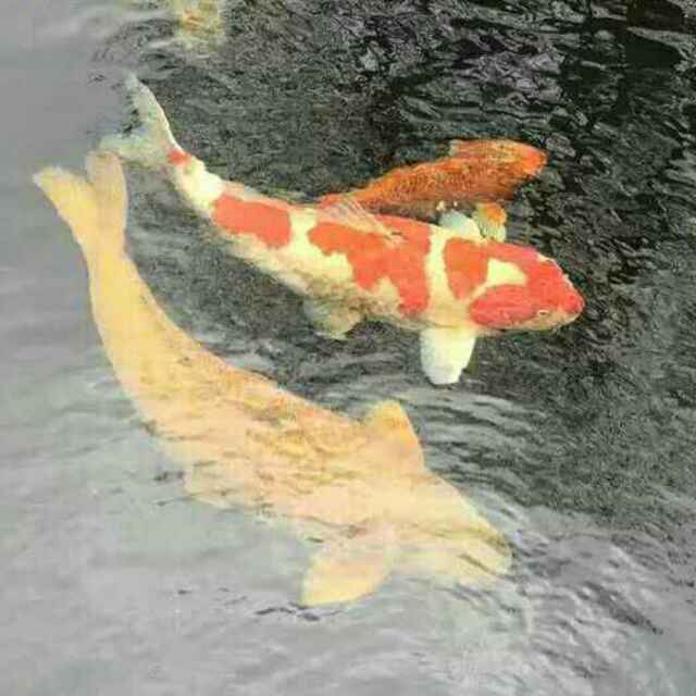 辉