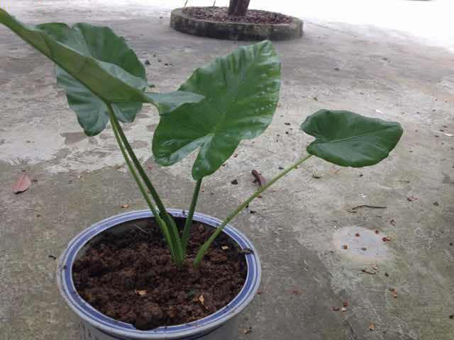 权玉