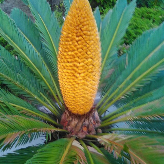 狼毒花