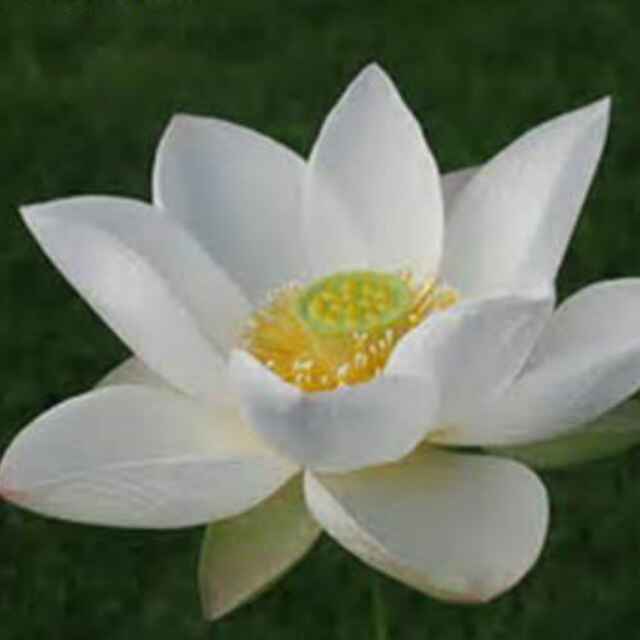 Lotus