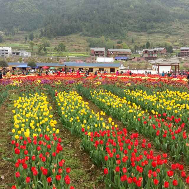 小海豚_30902664