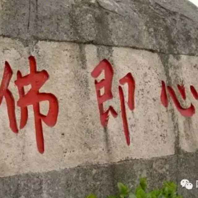 小海豚_31929503