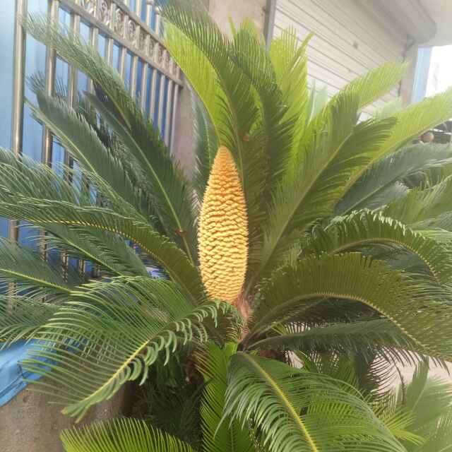 小海豚_23728530