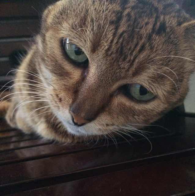 zhu