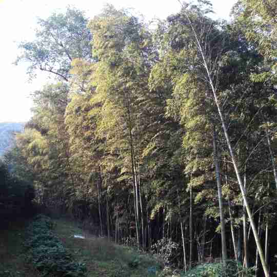 半山坡
