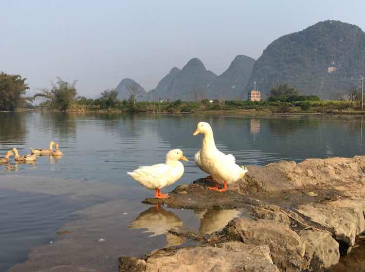 海玲