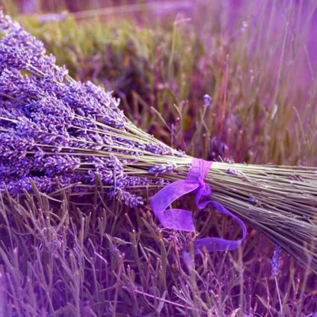 Lavender