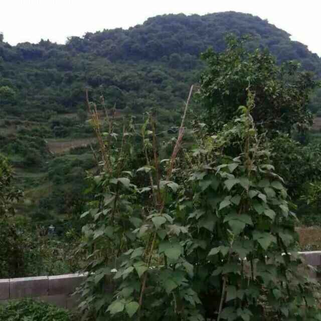 冬日太阳