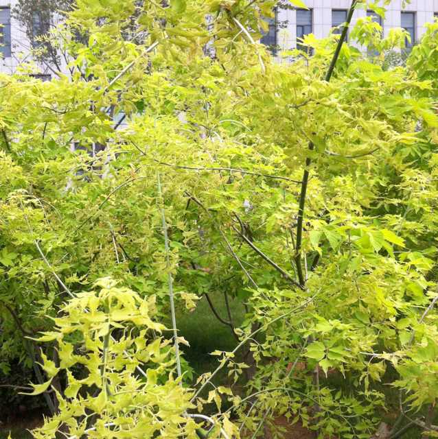 书友20170214065227