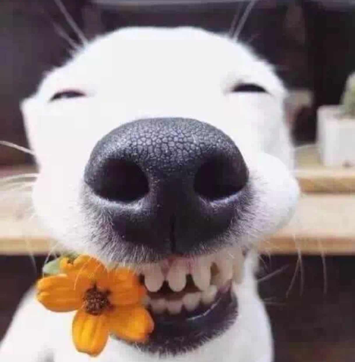 狂逆.欧阳