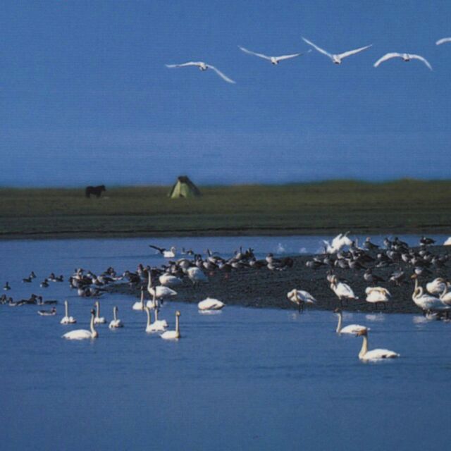 行走的鱼