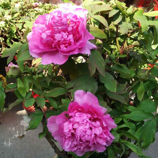 书友20160405162632