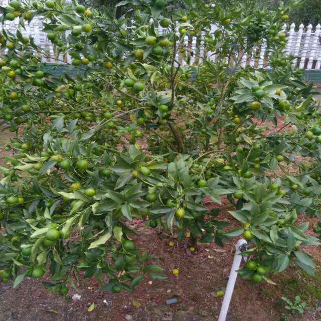 书友20160601123257