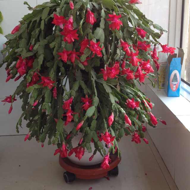 书友20161102052036