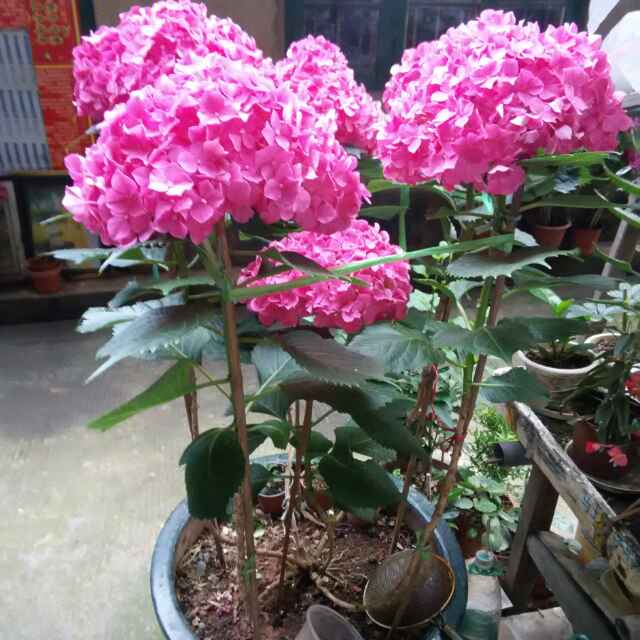 书友20161115223259