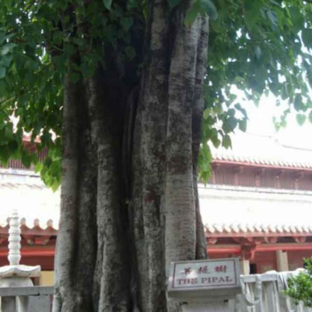 新太阳