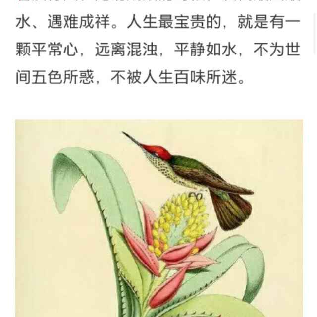 小草子的头像