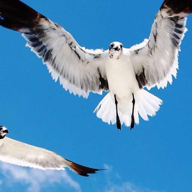 （单骑）陆春林