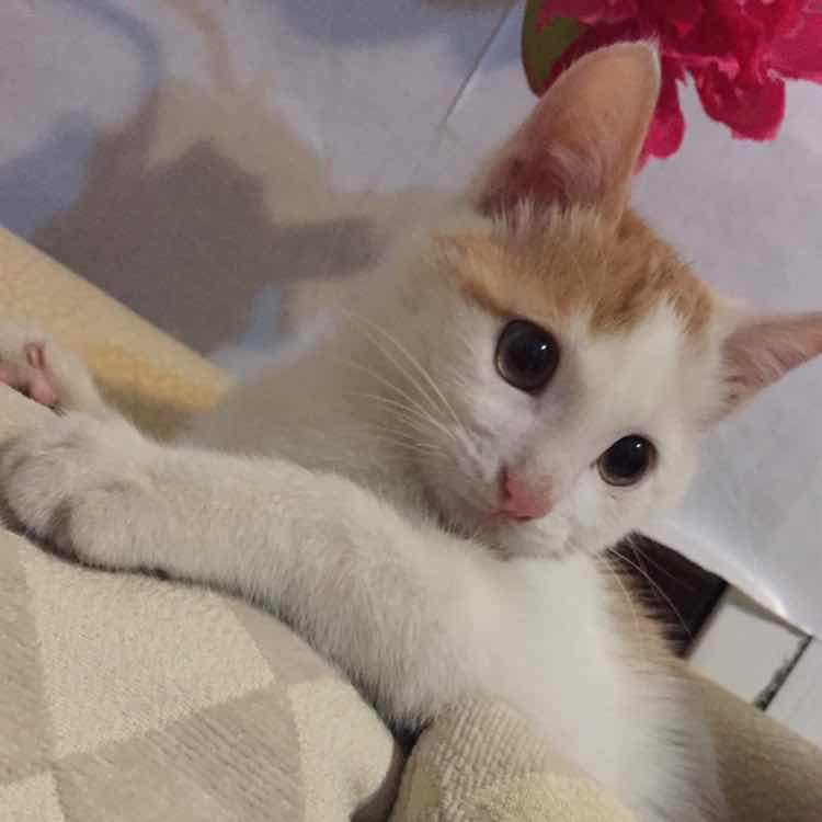 a-易超超易易超