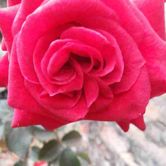 书友20160718204231