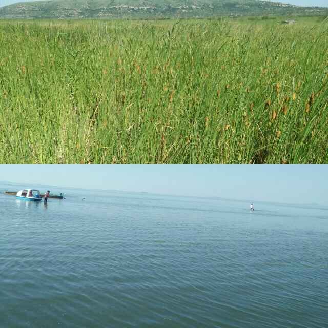 书友20170210025545