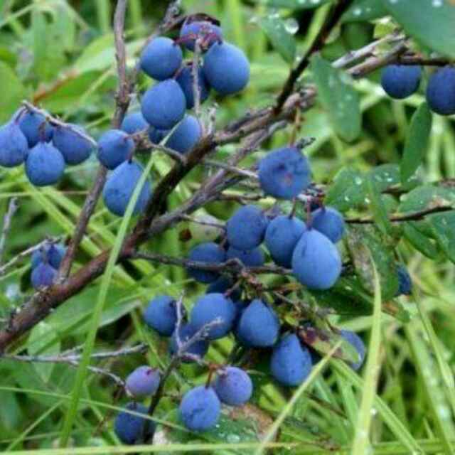 书友20160203050552