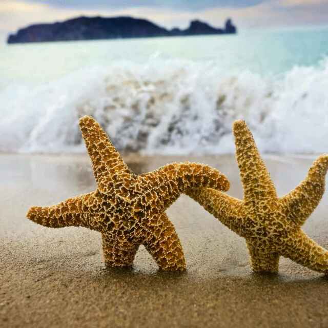 小德