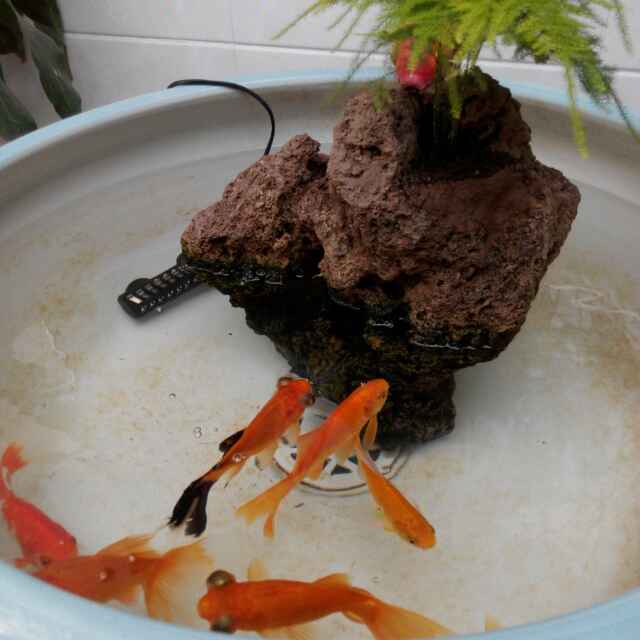 和苗苗