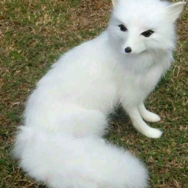 塔头蹲