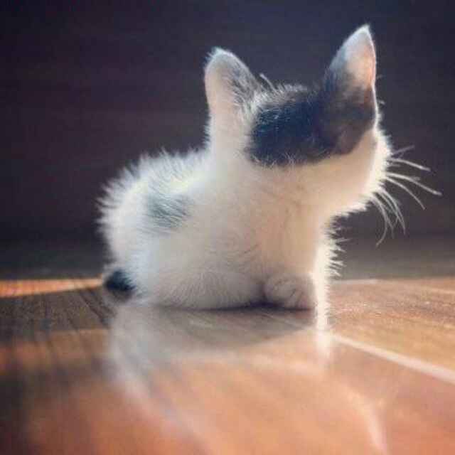 熊猫
