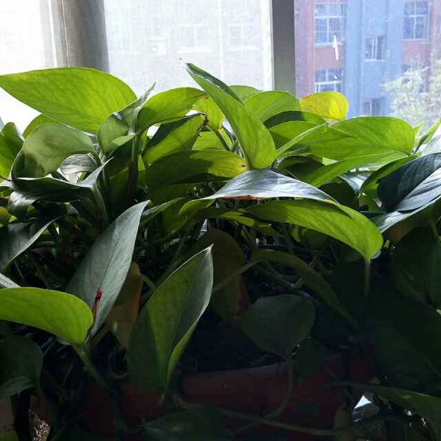 花儿为么这样红